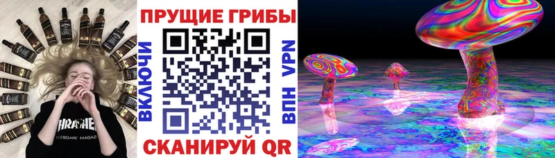 Псилоцибиновые грибы мицелий  Сокол 